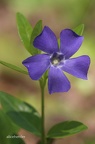 Kleines Immergrün (Vinca minor)